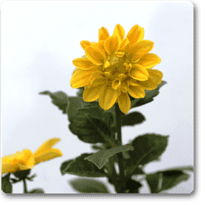 Dahlia (Yellow) - Plant