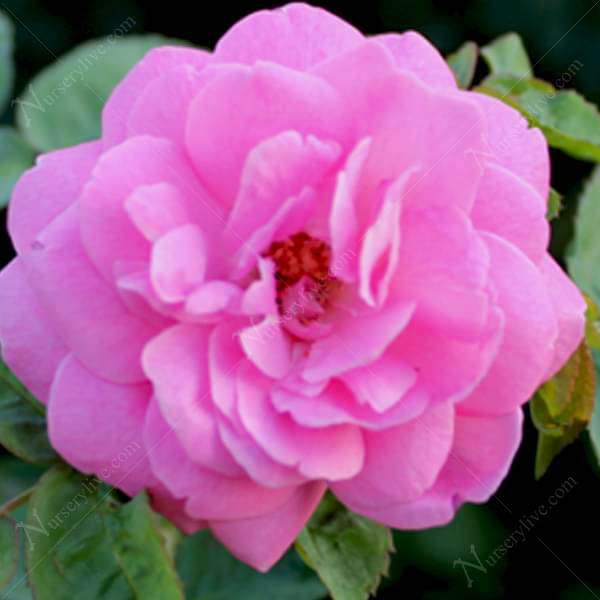 Damascus Rose, Scented Rose (Any Color) - Plant