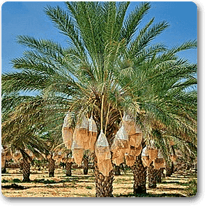 Date palm - Plant