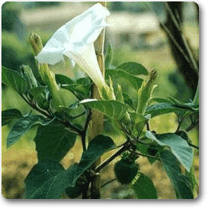 Datura, Dhatura - Plant