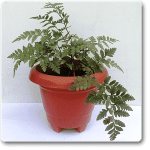 Davallia Trichomanoides, Small Rabbit Foot Fern - Plant