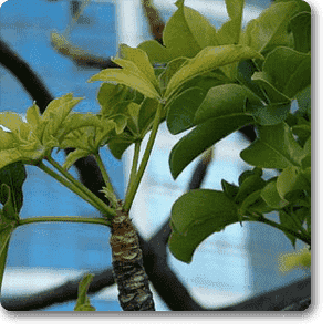 Dead Rat Tree - Plant