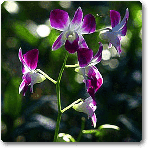 Dendrobium Orchid - Plant