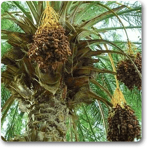Desert Date - Plant