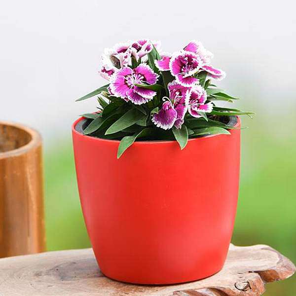 Dianthus (Any Color) - Plant