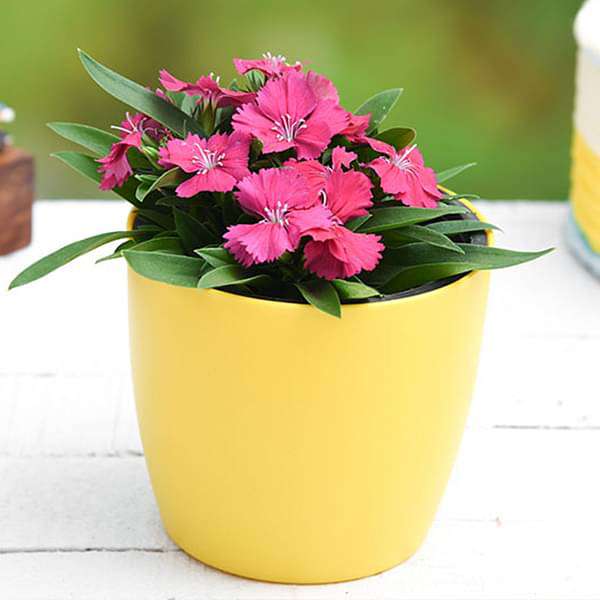 Dianthus (Dark Pink) - Plant