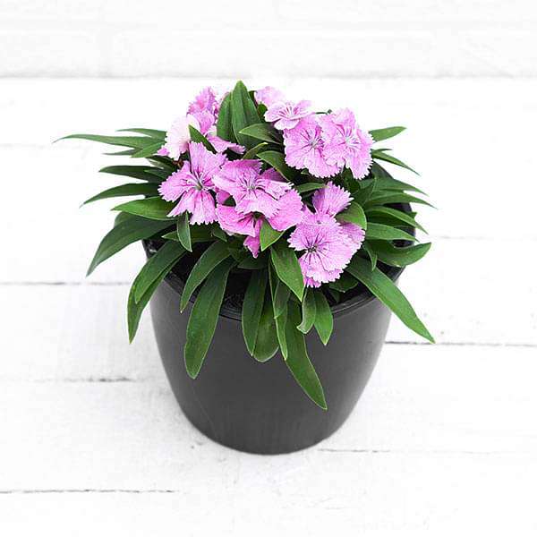 Dianthus (Pink) - Plant