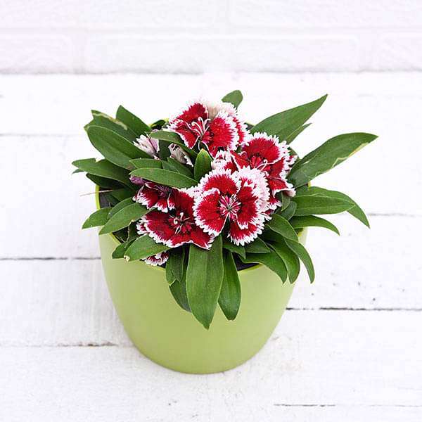 Dianthus (Pink White) - Plant