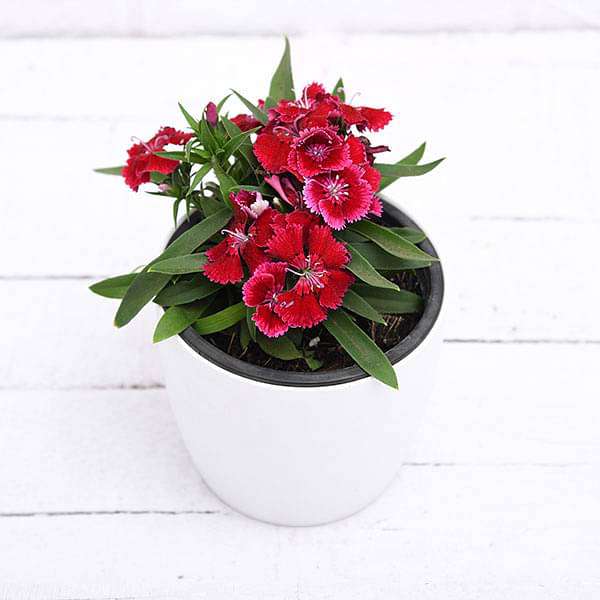 Dianthus (Red) - Plant