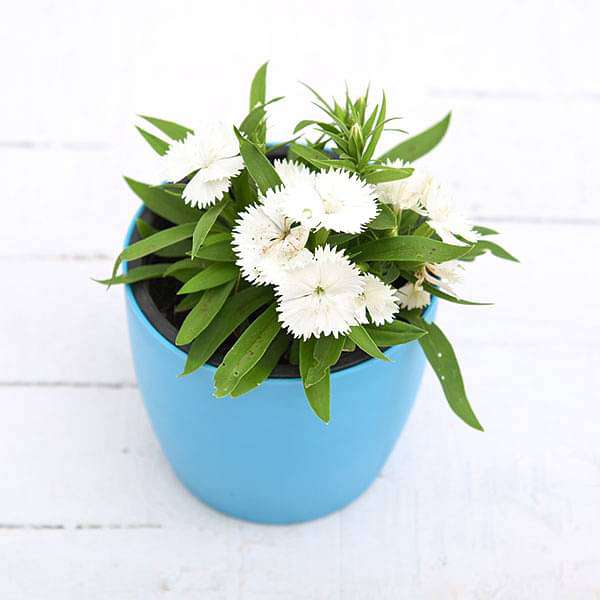 Dianthus (White) - Plant