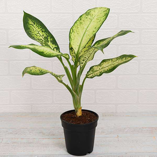 Dieffenbachia Amoena Tropic Snow - Plant