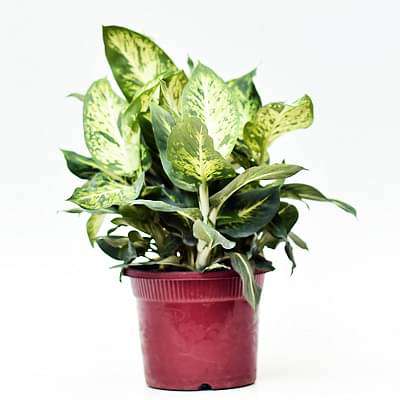 Dieffenbachia Compacta, Perfecta - Plant