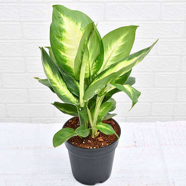 Dieffenbachia Maculata - Plant