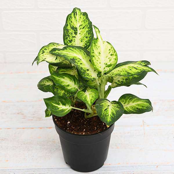 Dieffenbachia Sparkles - Plant