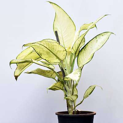 Dieffenbachia Tropic Marianne - Plant
