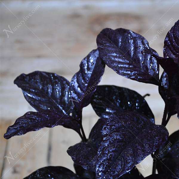 Diervilla Rivularis, Kodiak ( Black, Choclate) - Plant