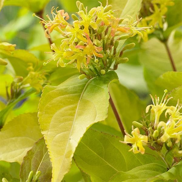 Diervilla Rivularis, Kodiak ( Golden ) - Plant