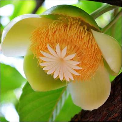 Dillenia Indica, Elephant Apple - Plant