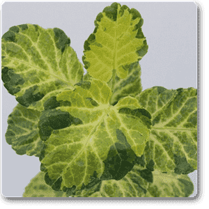 Dinner Plate Aralia - Plant