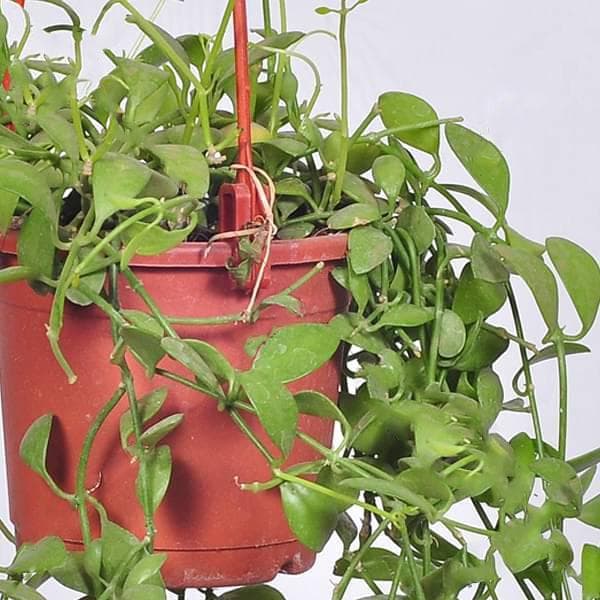Dischidia oiantha (hanging basket, green) - Plant