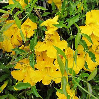 Dolichandra Unguis, Cat's Claw - Plant
