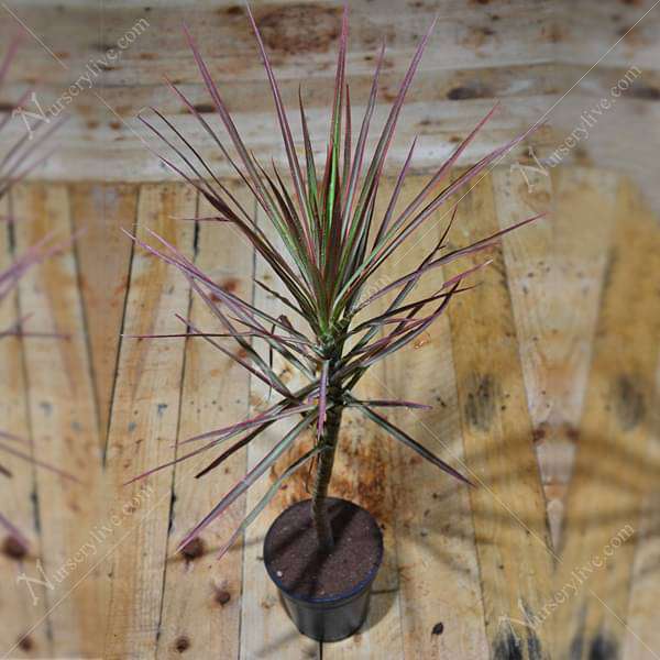 Dracaena Colorama - Plant