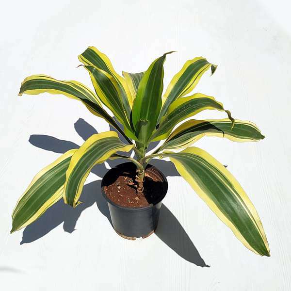 Dracaena Lemon lime, Dracaena fragrans - Plant