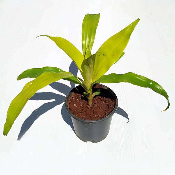 Dracaena Limelight Dragon Tree - Plant