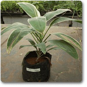 Dracaena Mahatma Varigated - Plant