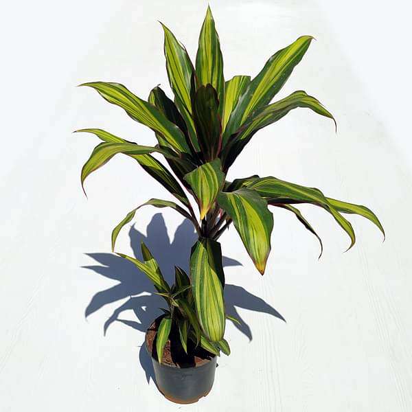 Dracaena Massangeana, Dracaena fragrans - Plant