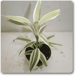 Dracaena Silver - Plant