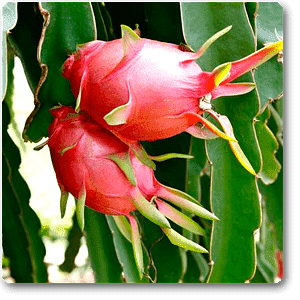 Dragon Fruit, Ajagar Phal ( Grown through seeds ) - Plant