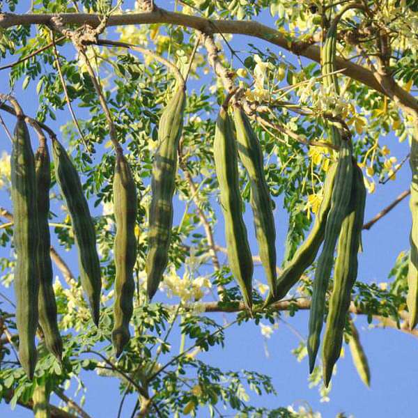 Drumsticks, Moringa Oleifera - Plant