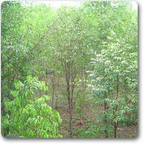 Eagle Wood - Plant