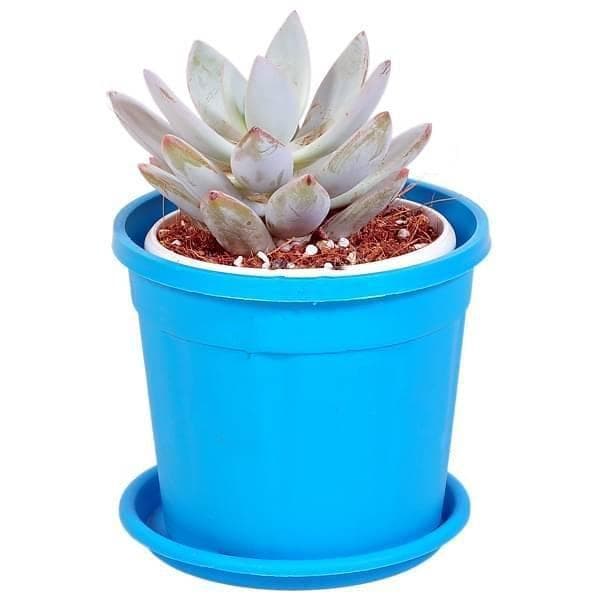 Echeveria blue, Echeveria blue elf - Succulent Plant