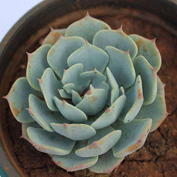 Echeveria elegans Rose - Succulent Plant