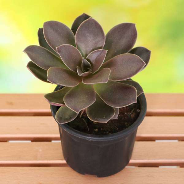 Echeveria Melaco - Succulent Plant