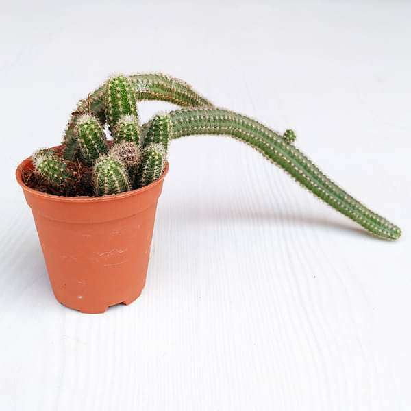Echinopsis chamaecereus - Cactus Plant