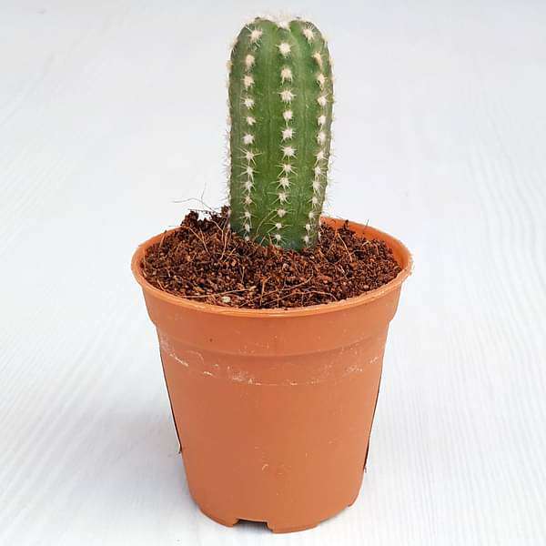 Echinopsis species - Cactus Plant