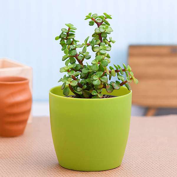 Elephant bush, Portulacaria afra, Jade plant (Green) - Succulent Plant