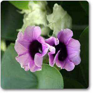 Elephant Creeper, Vidhara, Samudrasokha - Plant