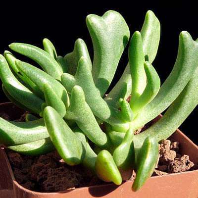 Elkhorn, Rhombophyllum dolabriforme - Succulent Plant