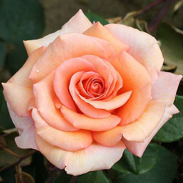 English Rose (Any Color) - Plant