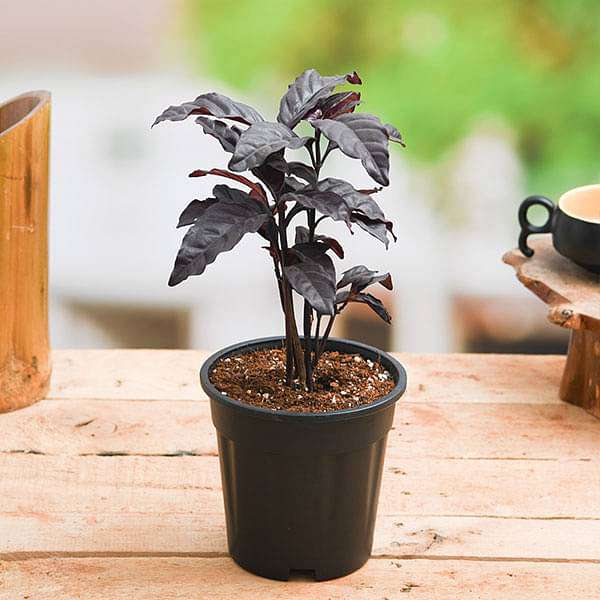 Eranthemum Nigrum, Black Kodia - Plant