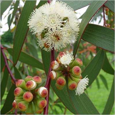 Eucalyptus Tree, Nilgiri Tree- Plant