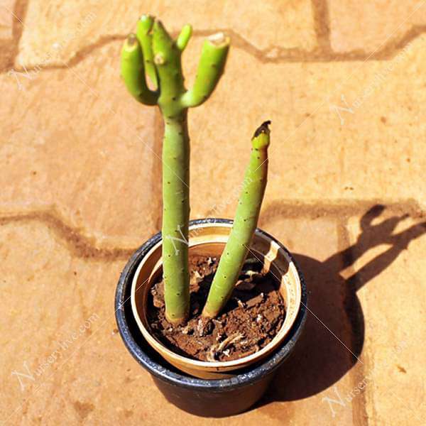 Euphorbia alluaudii - Succulent Plant