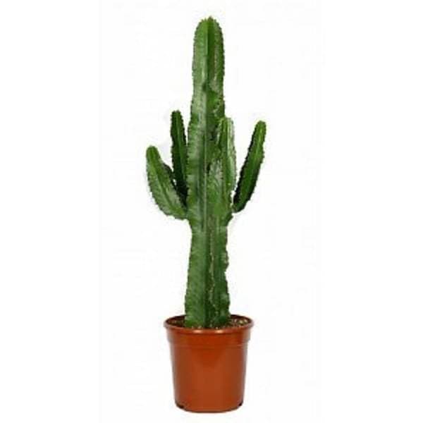 Euphorbia ingens - Succulent Plant