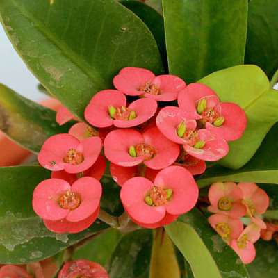 Euphorbia milli (Red) - Succulent Plant