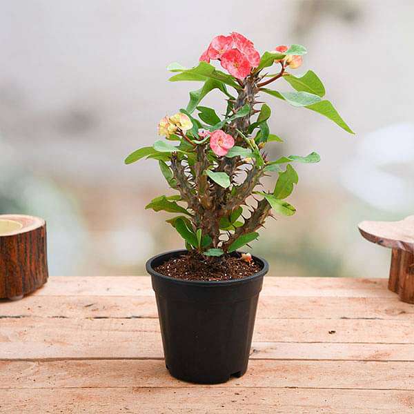 Euphorbia (Peach) - Succulent Plant
