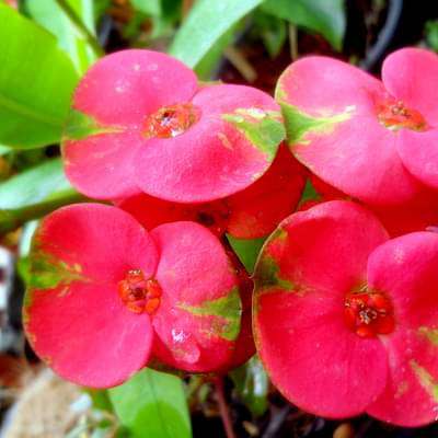 Euphorbia (Pink - Green) - Succulent Plant